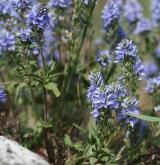 rozrazil rozprostřený <i>(Veronica prostrata)</i> / Habitus