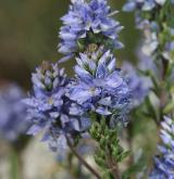 rozrazil rozprostřený <i>(Veronica prostrata)</i> / Květ/Květenství