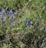 rozrazil rozprostřený <i>(Veronica prostrata)</i> / Habitus