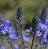 rozrazil rozprostřený <i>(Veronica prostrata)</i> / Květ/Květenství