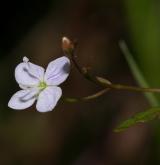 rozrazil štítkovitý <i>(Veronica scutellata)</i> / Květ/Květenství