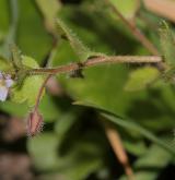 rozrazil laločnatý <i>(Veronica sublobata)</i> / Habitus