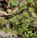 rozrazil laločnatý <i>(Veronica sublobata)</i> / Habitus