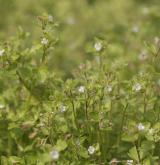 rozrazil laločnatý <i>(Veronica sublobata)</i> / Habitus