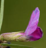 vikev úzkolistá <i>(Vicia angustifolia)</i> / Květ/Květenství