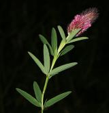 jetel červenavý <i>(Trifolium rubens)</i> / Habitus