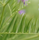 vikev tenkolistá <i>(Vicia tenuifolia)</i> / List