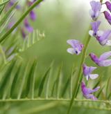 vikev tenkolistá <i>(Vicia tenuifolia)</i> / Květ/Květenství