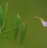 vikev čtyřsemenná <i>(Vicia tetrasperma)</i> / Květ/Květenství