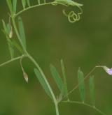 vikev čtyřsemenná <i>(Vicia tetrasperma)</i> / Habitus
