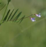 vikev čtyřsemenná <i>(Vicia tetrasperma)</i> / Habitus