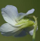 violka slatinná <i>(Viola stagnina)</i> / Květ/Květenství