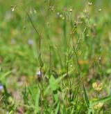 kolenec rolní <i>(Spergula arvensis)</i> / Habitus