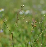 kolenec rolní <i>(Spergula arvensis)</i> / Habitus