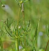 kolenec rolní <i>(Spergula arvensis)</i> / Habitus