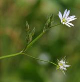 ptačinec trávovitý <i>(Stellaria graminea)</i> / Květ/Květenství