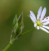 ptačinec trávovitý <i>(Stellaria graminea)</i>