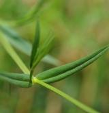 ptačinec trávovitý <i>(Stellaria graminea)</i> / List