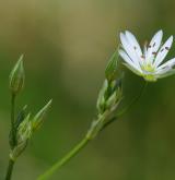 ptačinec trávovitý <i>(Stellaria graminea)</i> / Květ/Květenství