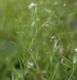 ptačinec trávovitý <i>(Stellaria graminea)</i> / Habitus