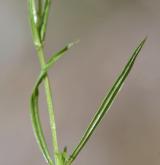 ptačinec trávovitý <i>(Stellaria graminea)</i> / List