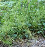 ptačinec trávovitý <i>(Stellaria graminea)</i> / Habitus