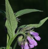 kostival lékařský <i>(Symphytum officinale)</i> / Habitus