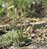 podběl lékařský <i>(Tussilago farfara)</i> / Habitus