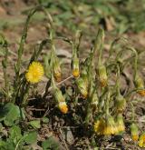 podběl lékařský <i>(Tussilago farfara)</i> / Habitus