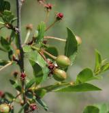 višeň křovitá <i>(Prunus fruticosa)</i> / Plod
