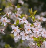 slivoň obecná <i>(Prunus insititia)</i> / Květ/Květenství