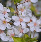 slivoň obecná <i>(Prunus insititia)</i> / Květ/Květenství