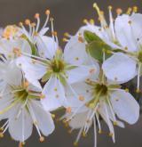 trnka obecná <i>(Prunus spinosa)</i> / Květ/Květenství