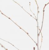 mandloň nízká <i>(Prunus tenella)</i> / Habitus