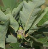 dub pýřitý <i>(Quercus pubescens)</i> / Plod