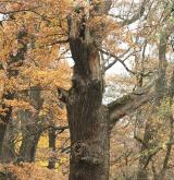 dub letní <i>(Quercus robur)</i> / Habitus