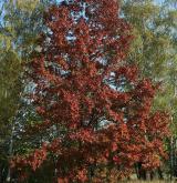 dub červený <i>(Quercus rubra)</i> / Habitus