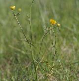 pryskyřník prudký <i>(Ranunculus acris)</i> / Habitus