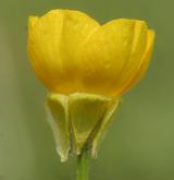 pryskyřník hlíznatý <i>(Ranunculus bulbosus)</i> / Květ/Květenství