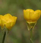 pryskyřník hlíznatý <i>(Ranunculus bulbosus)</i> / Květ/Květenství