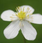 pryskyřník platanolistý <i>(Ranunculus platanifolius)</i> / Květ/Květenství