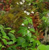 pryskyřník platanolistý <i>(Ranunculus platanifolius)</i> / Habitus