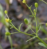 pryskyřník lítý <i>(Ranunculus sceleratus)</i> / Plod