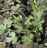 pryskyřník lítý <i>(Ranunculus sceleratus)</i> / List