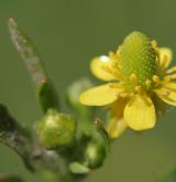 pryskyřník lítý <i>(Ranunculus sceleratus)</i> / Květ/Květenství
