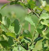 vrba slezská <i>(Salix silesiaca)</i> / Habitus