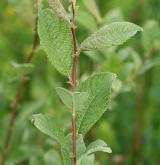 vrba slezská <i>(Salix silesiaca)</i> / List
