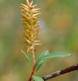 vrba trojmužná <i>(Salix triandra)</i> / Plod