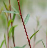 vrba trojmužná <i>(Salix triandra)</i> / Větve a pupeny