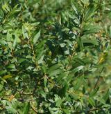 vrba trojmužná <i>(Salix triandra)</i> / Habitus